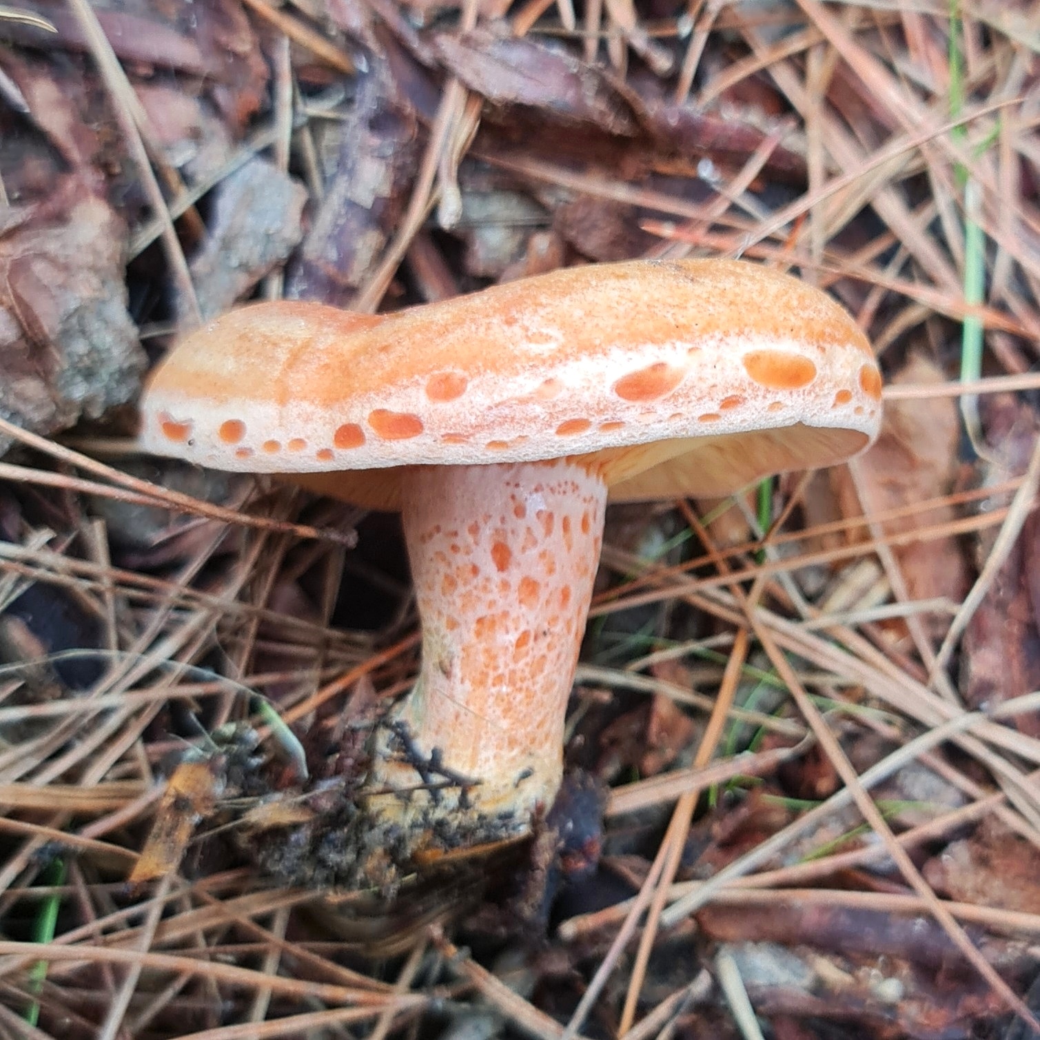 Lactarius deliciosus or rubrilacteus--there was some weird stuff going on  at the base of this mushroom : r/mycology